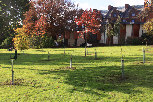 The Devonshire Place Big Tree Plant