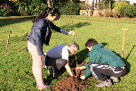 The Devonshire Place Big Tree Plant
