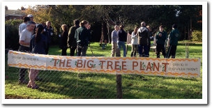 The Devonshire Place Big Tree plant